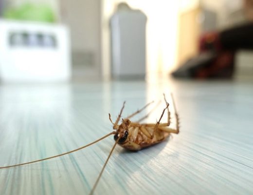 The benefits of Professional pest control which cannot be ignored